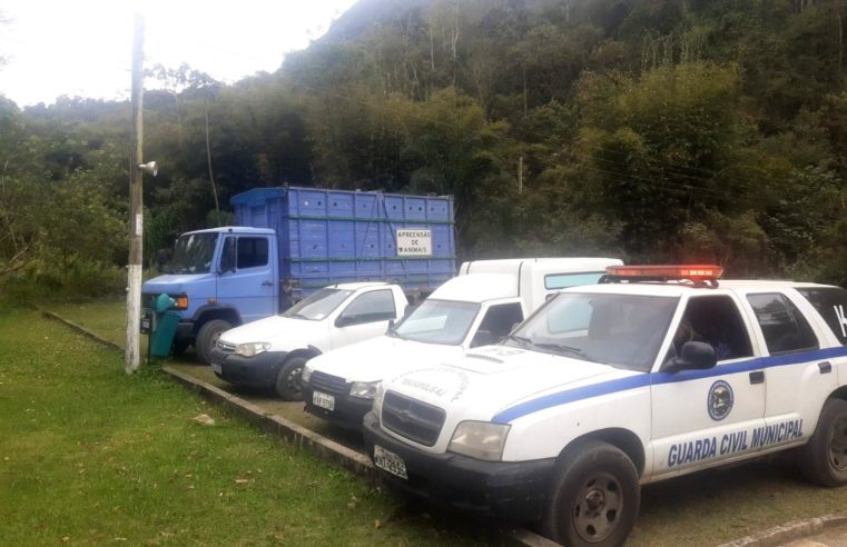 Teresópolis: Fiscalização percorre bairros na cidade e no interior e não encontra animais de grande porte soltos nas ruas