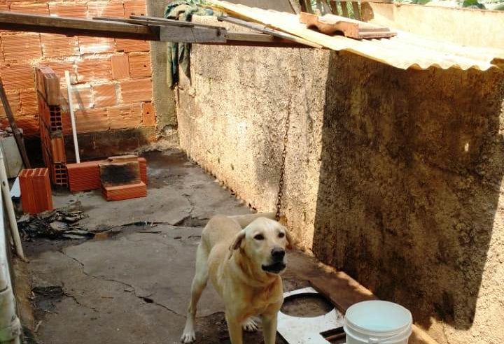 COPBEA registra mais de 80% de resolução das denúncias de maus tratos a animais