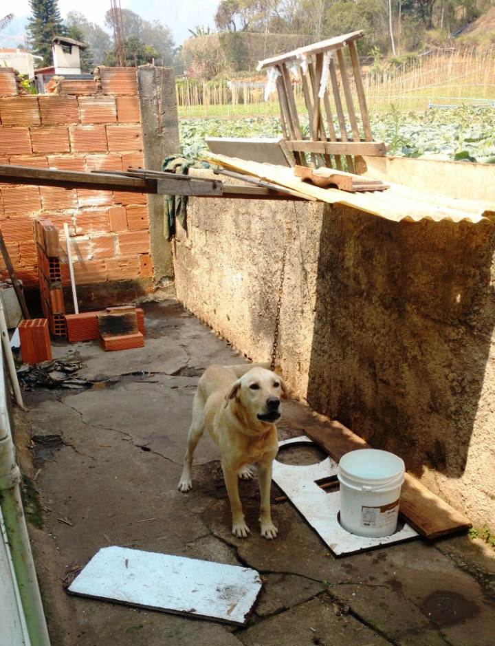COPBEA registra mais de 80% de resolução das denúncias de maus tratos a animais