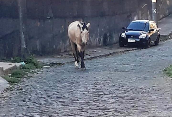COPBEA alerta: animal apreendido em via pública só é liberado