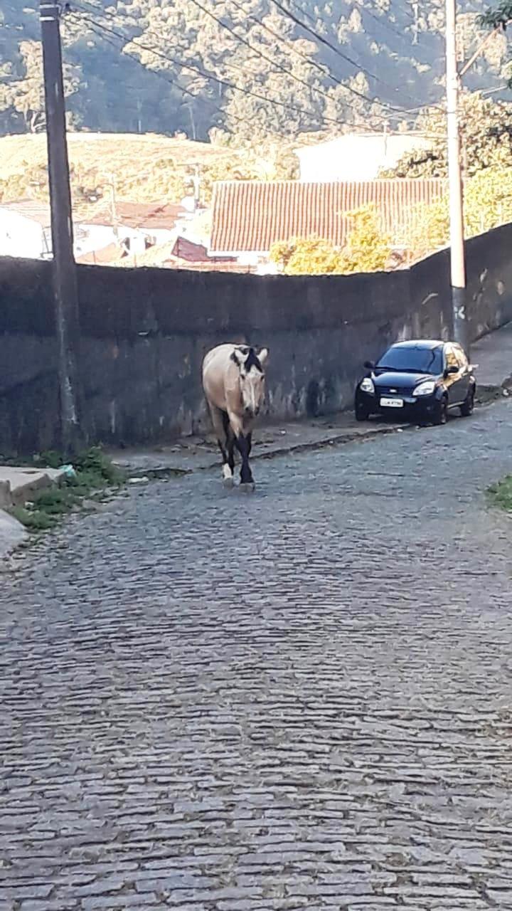 COPBEA alerta: animal apreendido em via pública só é liberado