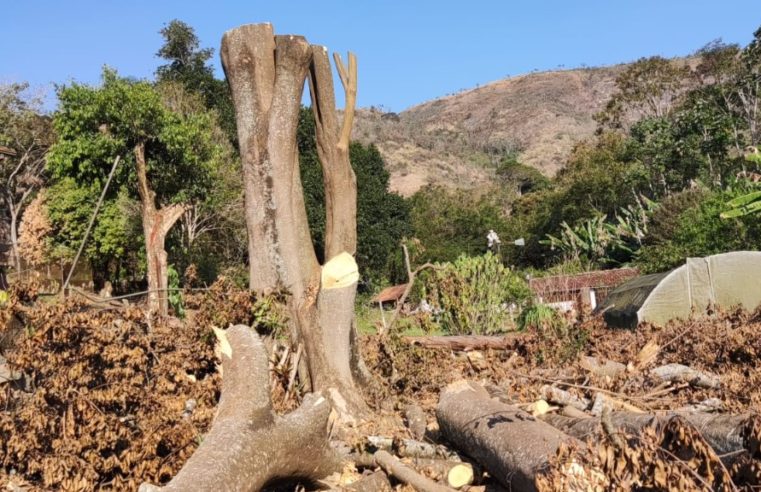 Polícia Ambiental flagra corte irregular de árvores em Secretário