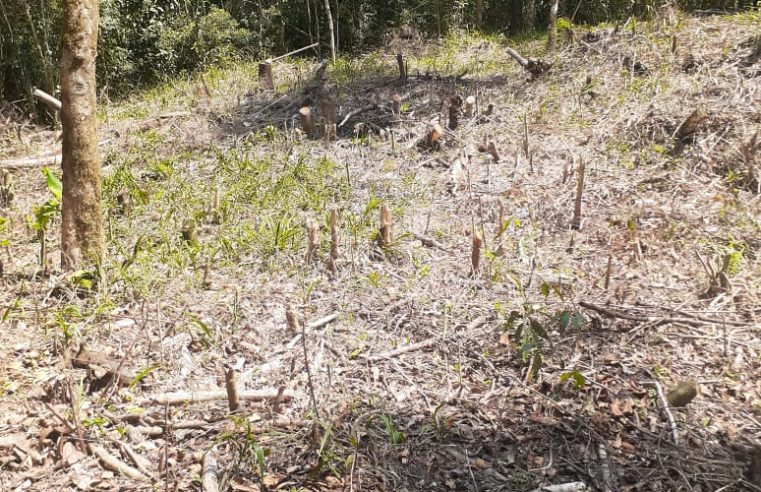 Desmatamento é flagrado em Petrópolis com auxílio do Linha Verde