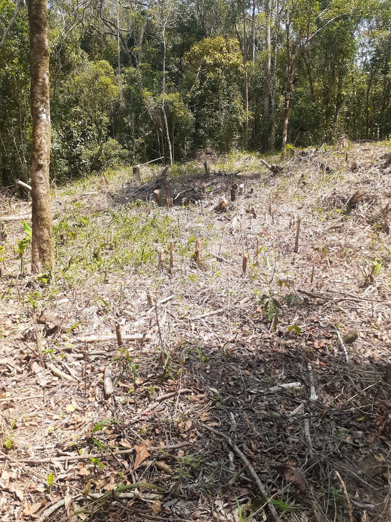 Desmatamento é flagrado em Petrópolis com auxílio do Linha Verde