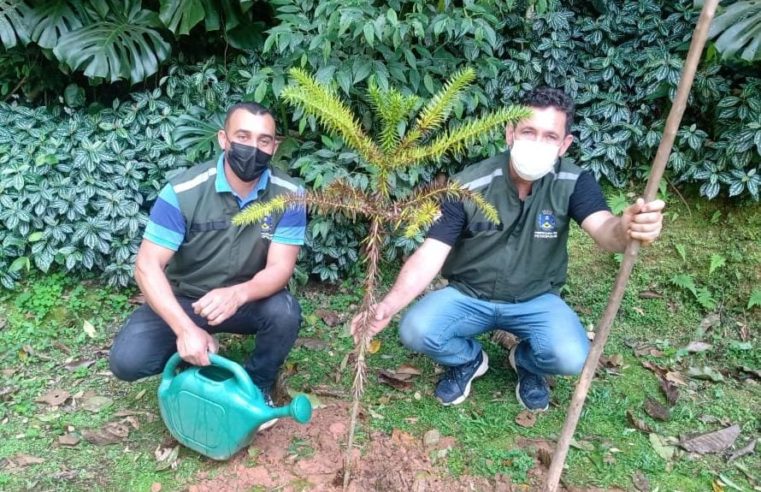 Secretaria de Meio Ambiente realiza atividades em homenagem ao Dia da Árvore