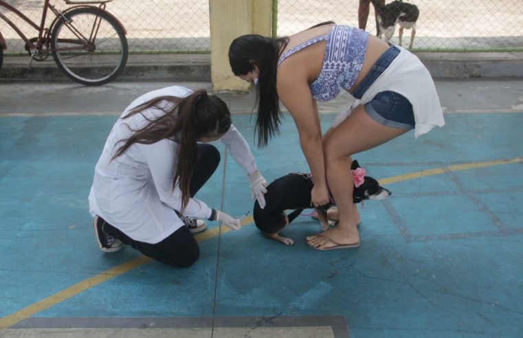 Nova Iguaçu vacina mais de 82 mil cães e gatos contra a raiva