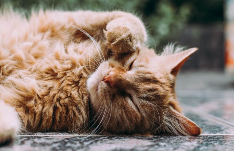 Dia Mundial do Coração também alerta para problemas cardíacos nos pets