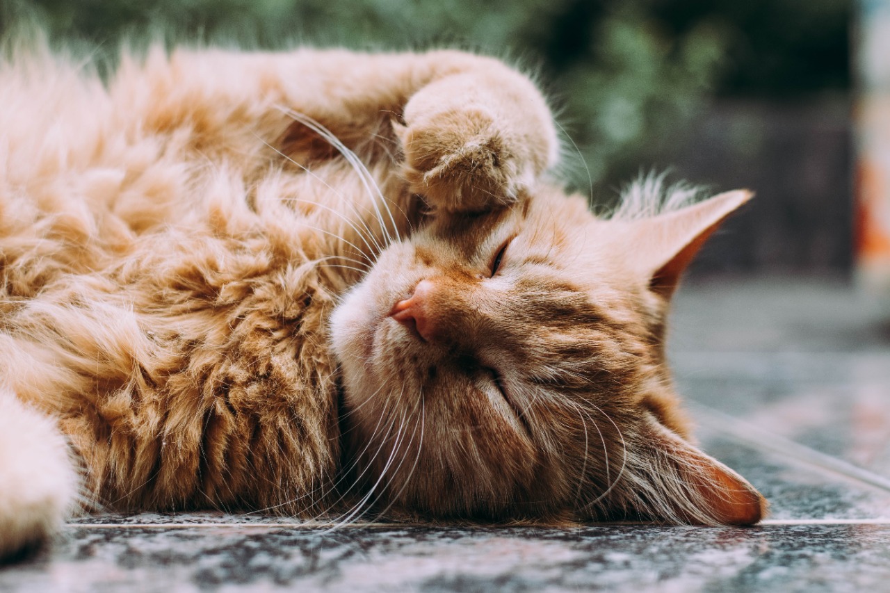 Dia Mundial do Coração também alerta para problemas cardíacos nos pets