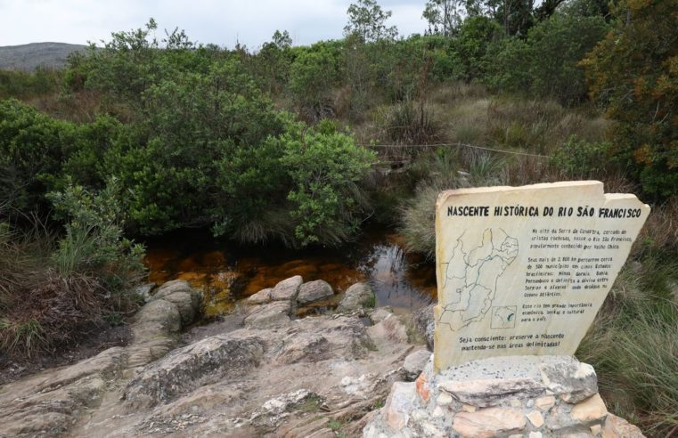 Caixa ajudará a plantar 600 mil árvores em dois estados