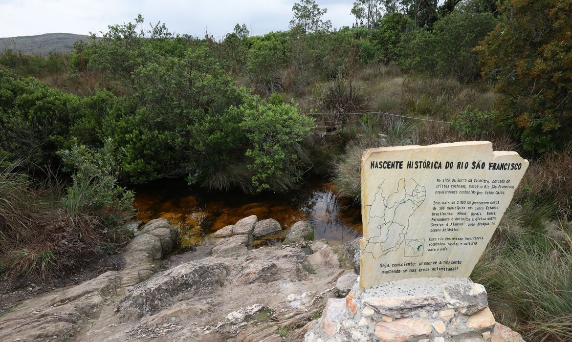Caixa ajudará a plantar 600 mil árvores em dois estados