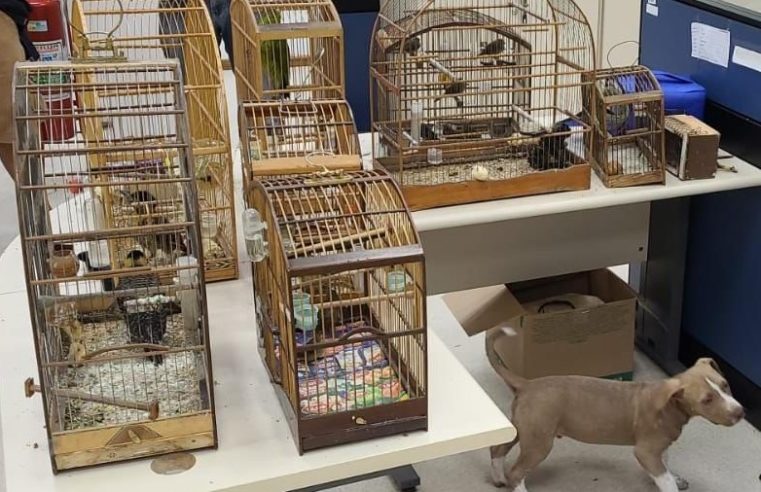 Polícia Civil realiza ação contra tráfico de animais silvestres e maus-tratos na Feira de Caxias