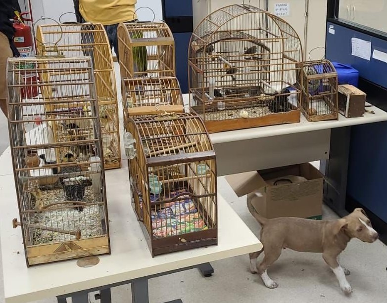 Polícia Civil realiza ação contra tráfico de animais silvestres e maus-tratos na Feira de Caxias