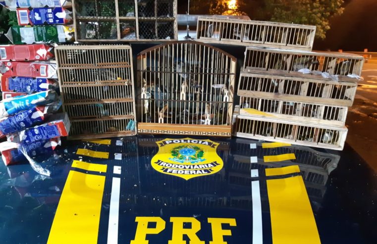 PRF resgata mais de 50 pássaros silvestres e prende homem por crime ambiental em Três Rios