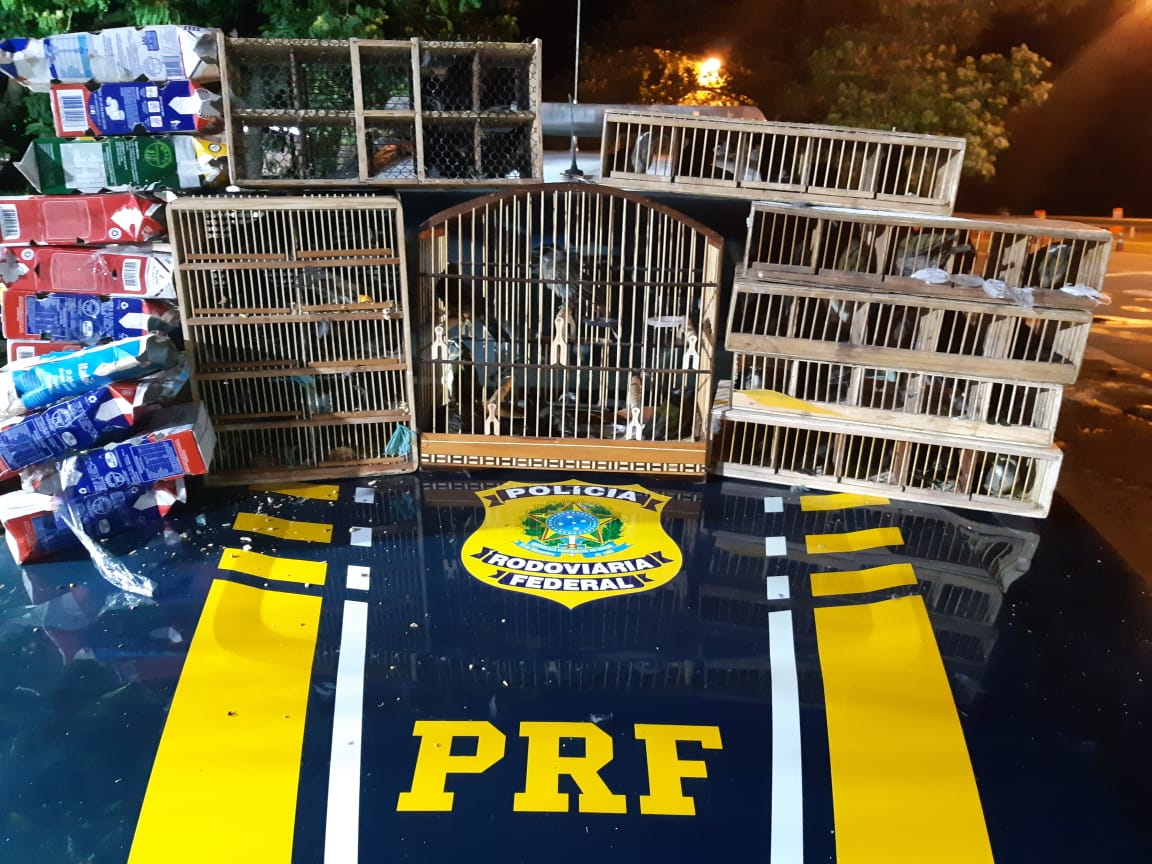 PRF resgata mais de 50 pássaros silvestres e prende homem por crime ambiental em Três Rios