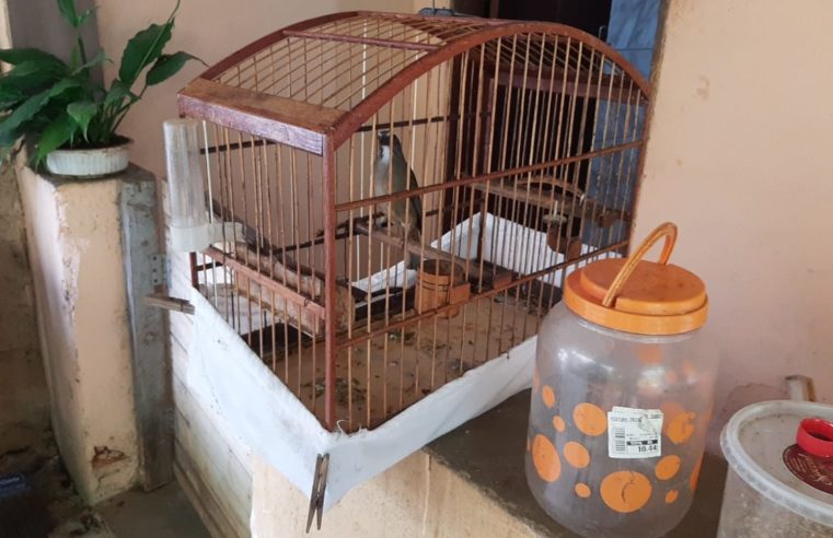 Quinze pássaros são resgatados de cativeiro em Petrópolis após denúncia