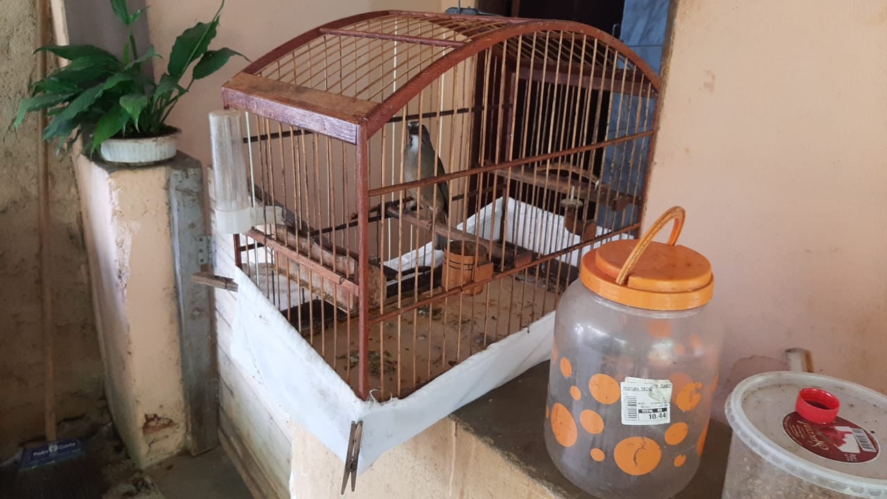 Quinze pássaros são resgatados de cativeiro em Petrópolis após denúncia