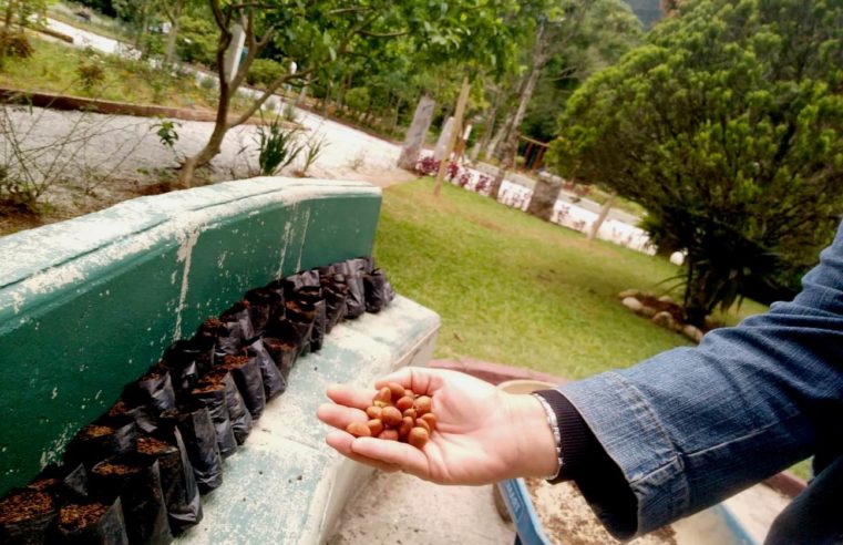 Consciência ambiental e diversão: Horto Municipal de Teresópolis ganha 40 mudas de flores