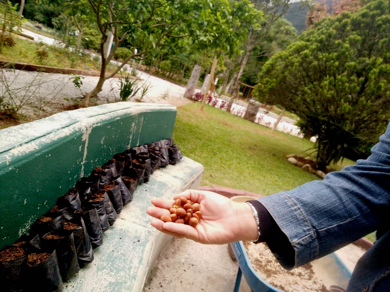 Consciência ambiental e diversão: Horto Municipal de Teresópolis ganha 40 mudas de flores