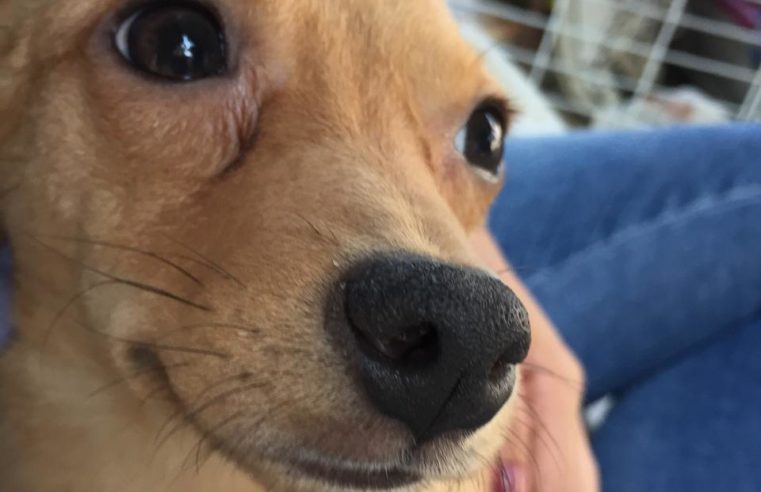 Campanha de adoção de animais é adiada: será realizada no dia 16 de outubro na Posse