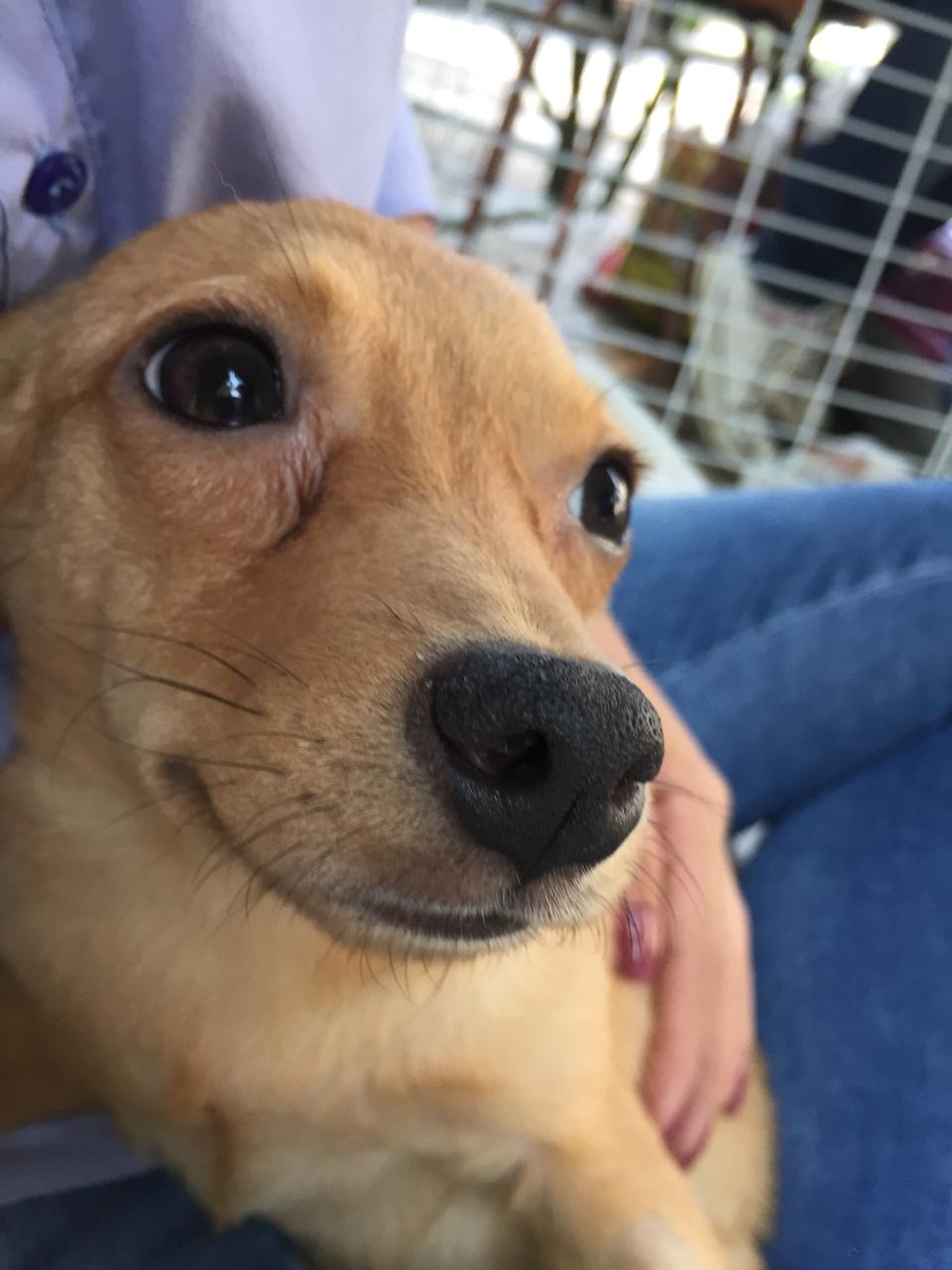 Campanha de adoção de animais é adiada: será realizada no dia 16 de outubro na Posse