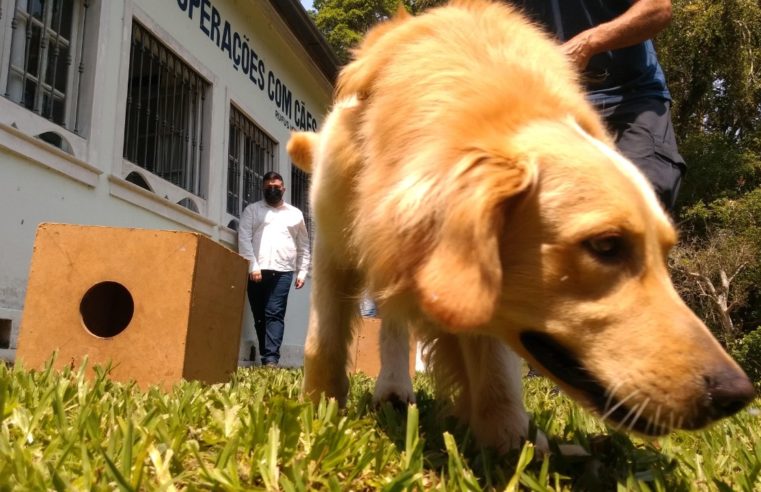 Canil do Grupamento de Operações com Cães da Guarda Civil é reformado