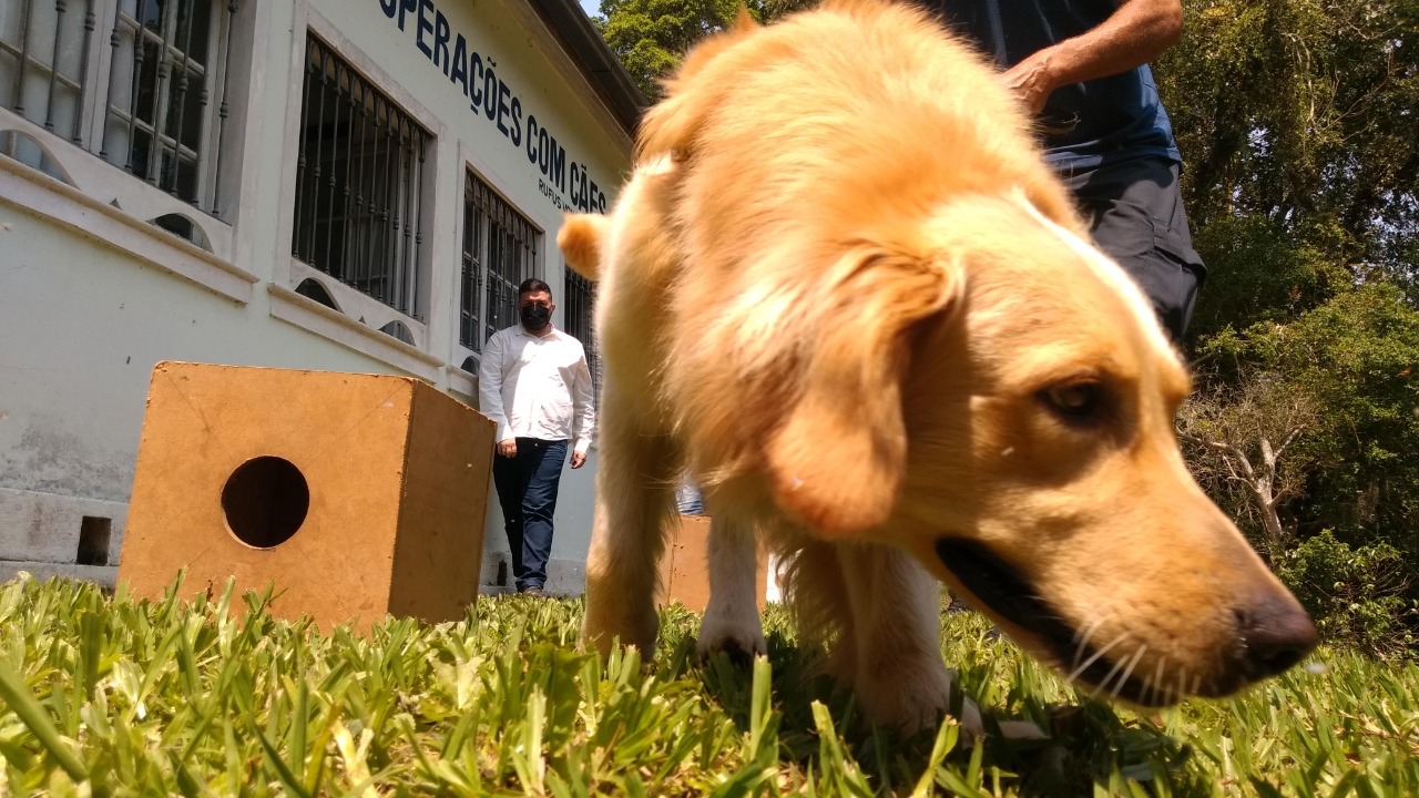 Canil do Grupamento de Operações com Cães da Guarda Civil é reformado
