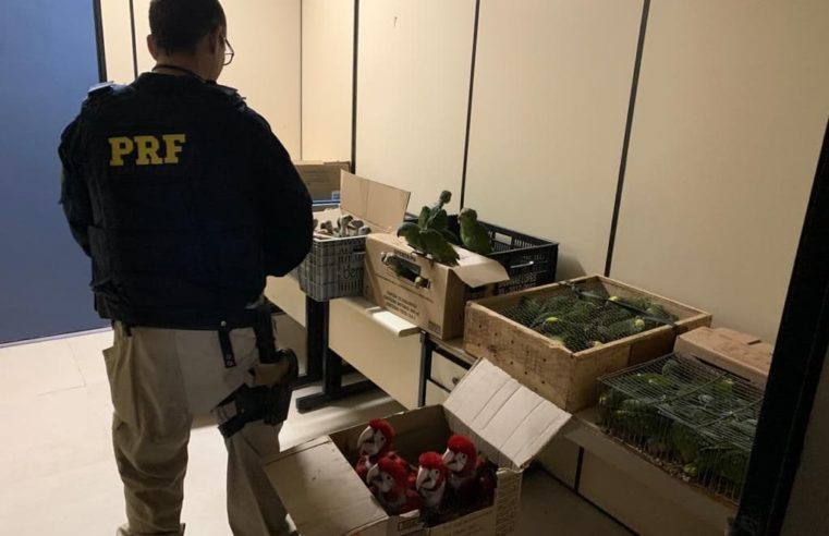 Operação Égide: PRF prende duas pessoas por crime ambiental em Itatiaia