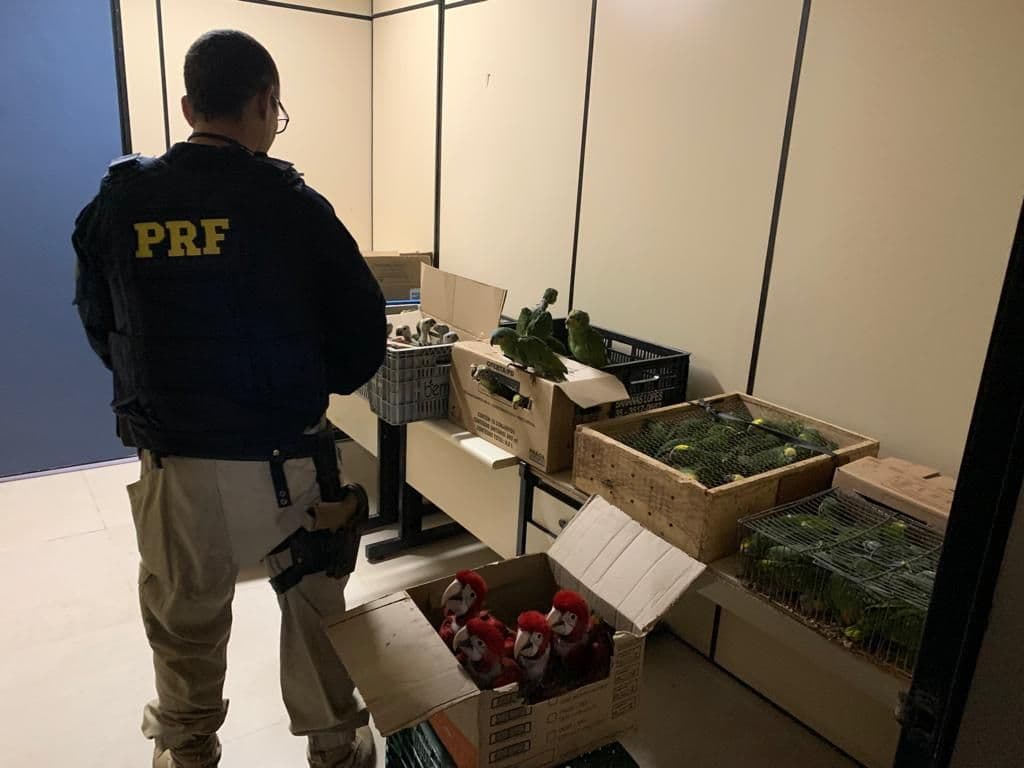 Operação Égide: PRF prende duas pessoas por crime ambiental em Itatiaia