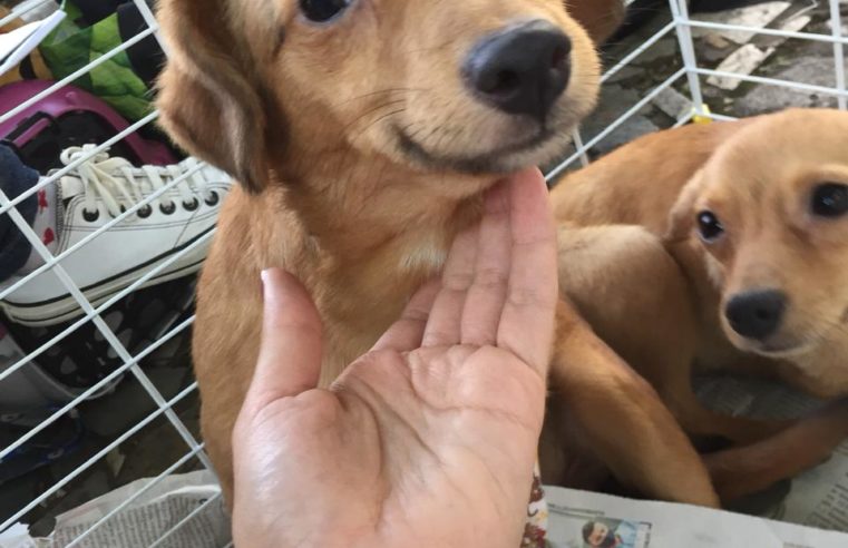Posse recebe 1ª etapa da Campanha de adoção de animais nos distritos neste sábado (16)