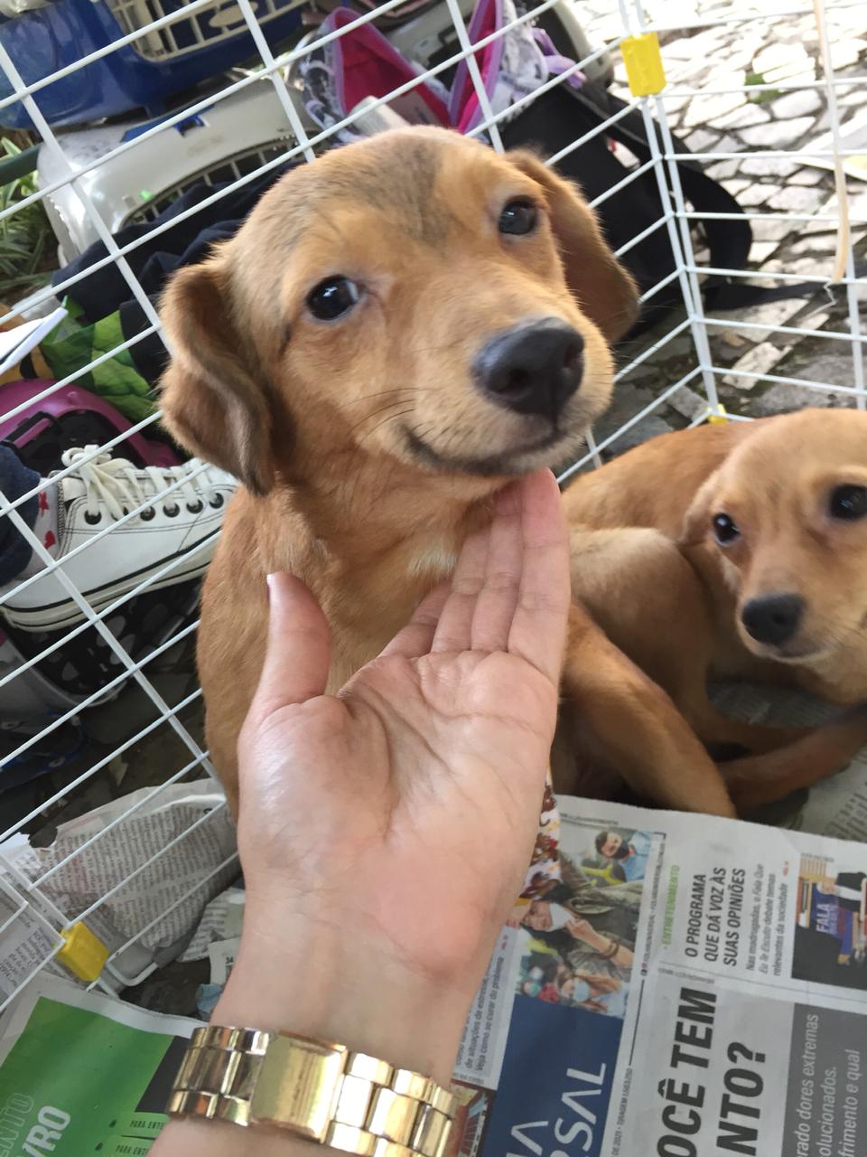 Posse recebe 1ª etapa da Campanha de adoção de animais nos distritos neste sábado (16)