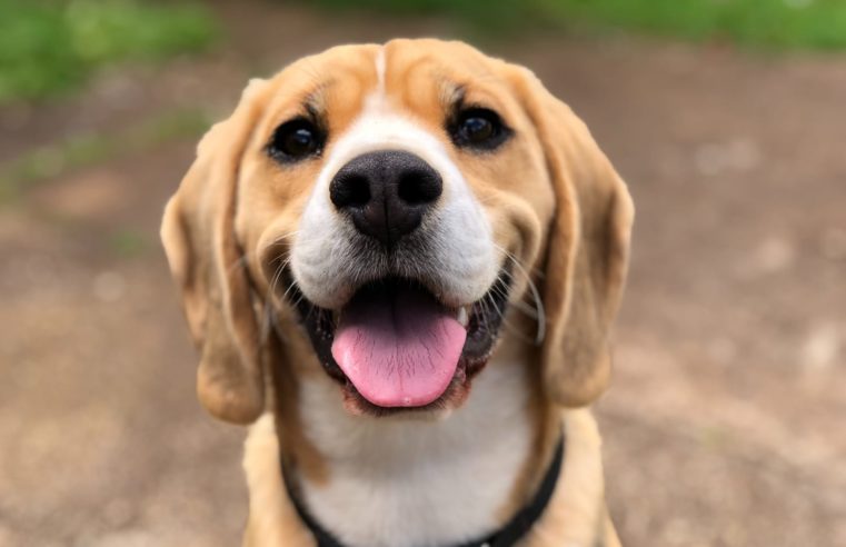 Conscientização e prevenção contra tumores mamários também devem ser realizadas em animais 