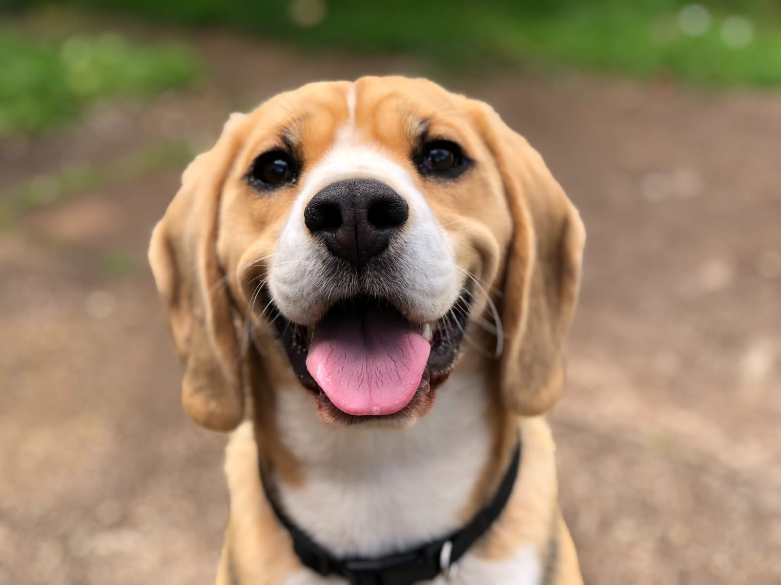 Conscientização e prevenção contra tumores mamários também devem ser realizadas em animais