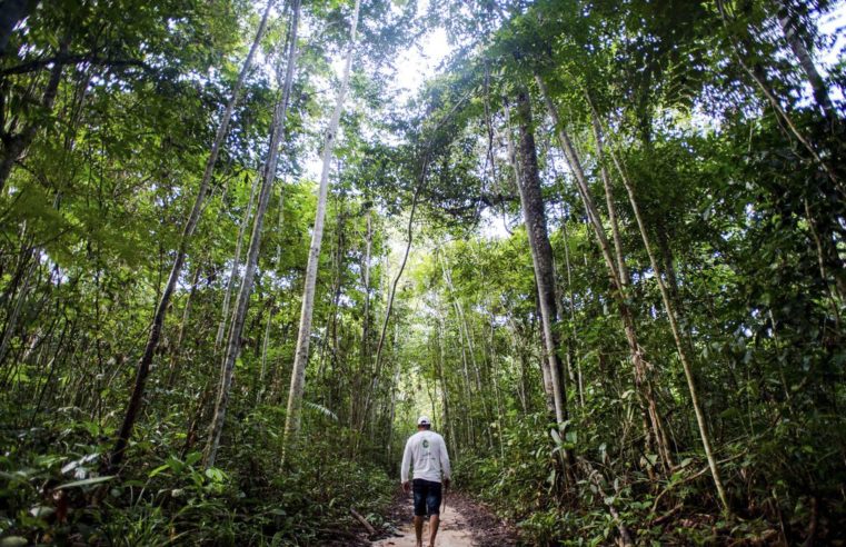 Dez florestas protegidas liberam mais carbono do que absorvem