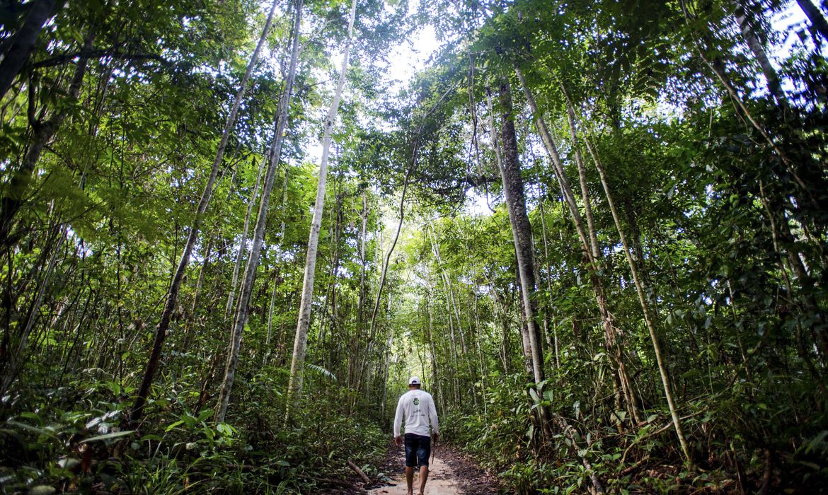 Dez florestas protegidas liberam mais carbono do que absorvem