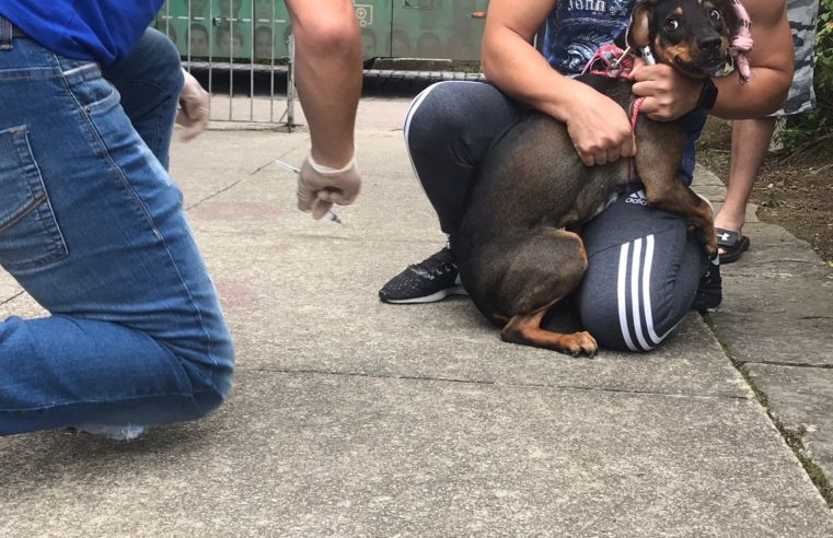 Mais 4.423 animais são vacinados contra a raiva em Nova Friburgo
