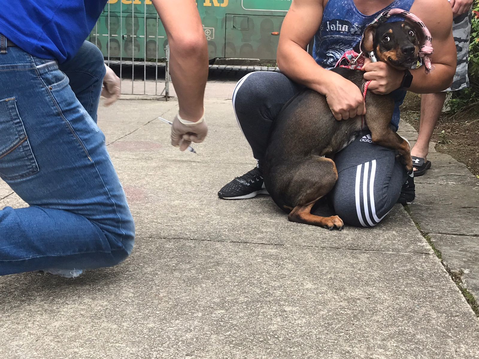Mais 4.423 animais são vacinados contra a raiva em Nova Friburgo