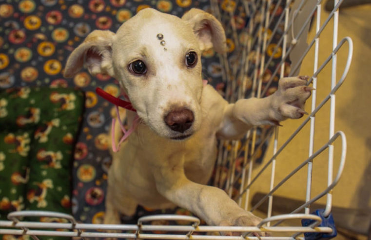 Governador sanciona lei que regulariza procriação e venda de animais