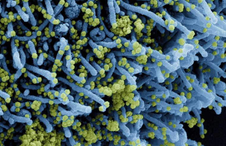 Descoberta nova variante do coronavírus com grande número de mutações