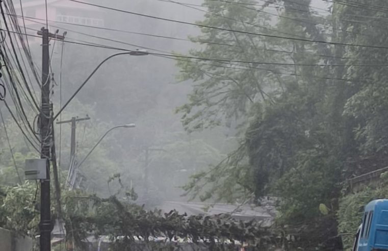 Queda de árvore prejudica a operação de ônibus em Petrópolis