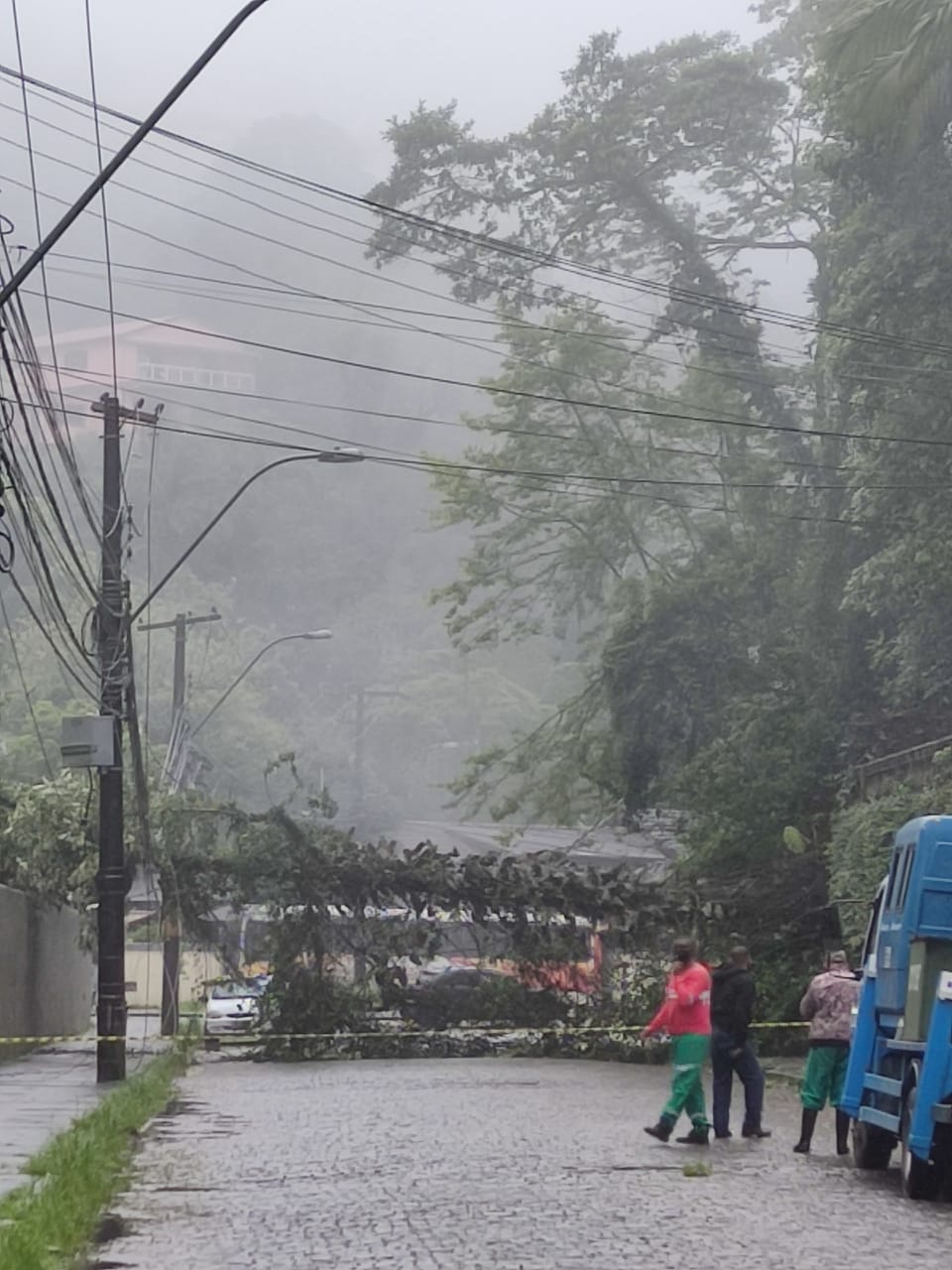 Queda de árvore prejudica a operação de ônibus em Petrópolis