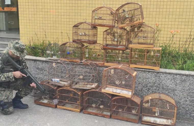 Denúncia feita ao Linha Verde leva polícia a resgatar 18 pássaros da fauna silvestre em Petrópolis