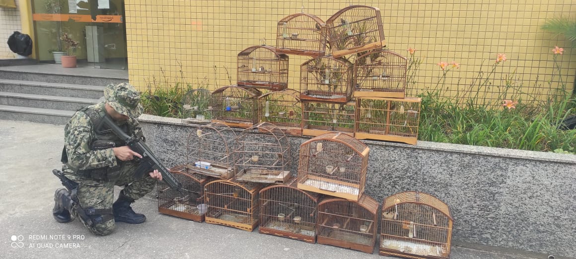 Denúncia feita ao Linha Verde leva polícia a resgatar 18 pássaros da fauna silvestre em Petrópolis