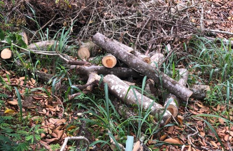 Polícia Ambiental flagra desmatamento na Posse