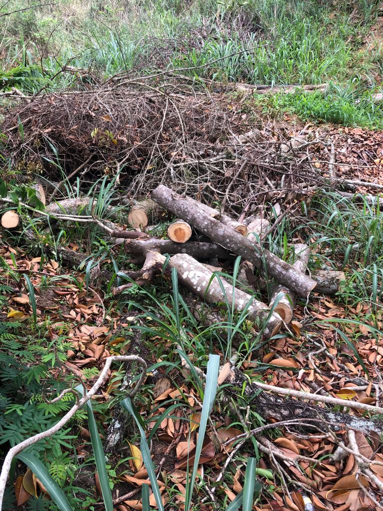 Polícia Ambiental flagra desmatamento na Posse