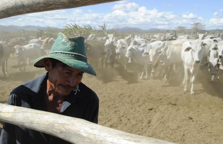 Brasil inicia 2ª etapa da campanha de vacinação contra febre aftosa
