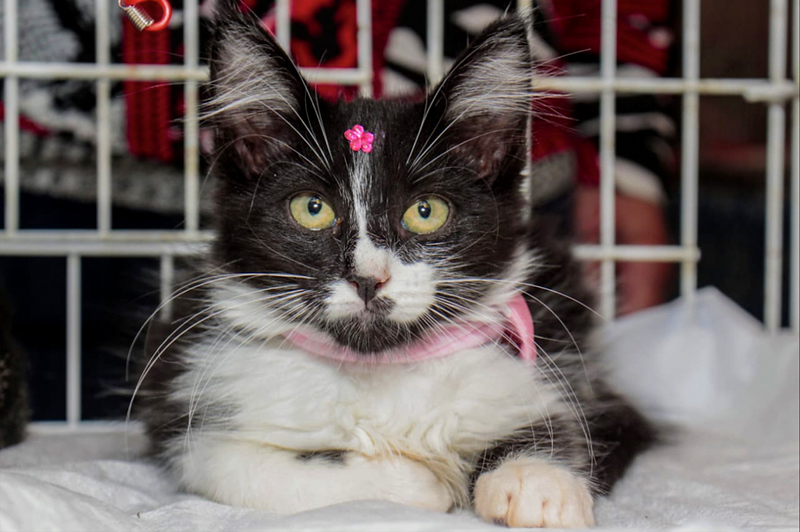 Rio de Janeiro vai receber congresso de associação mundial veterinária