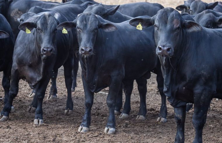 BNDES amplia exigências socioambientais para abate de bovinos