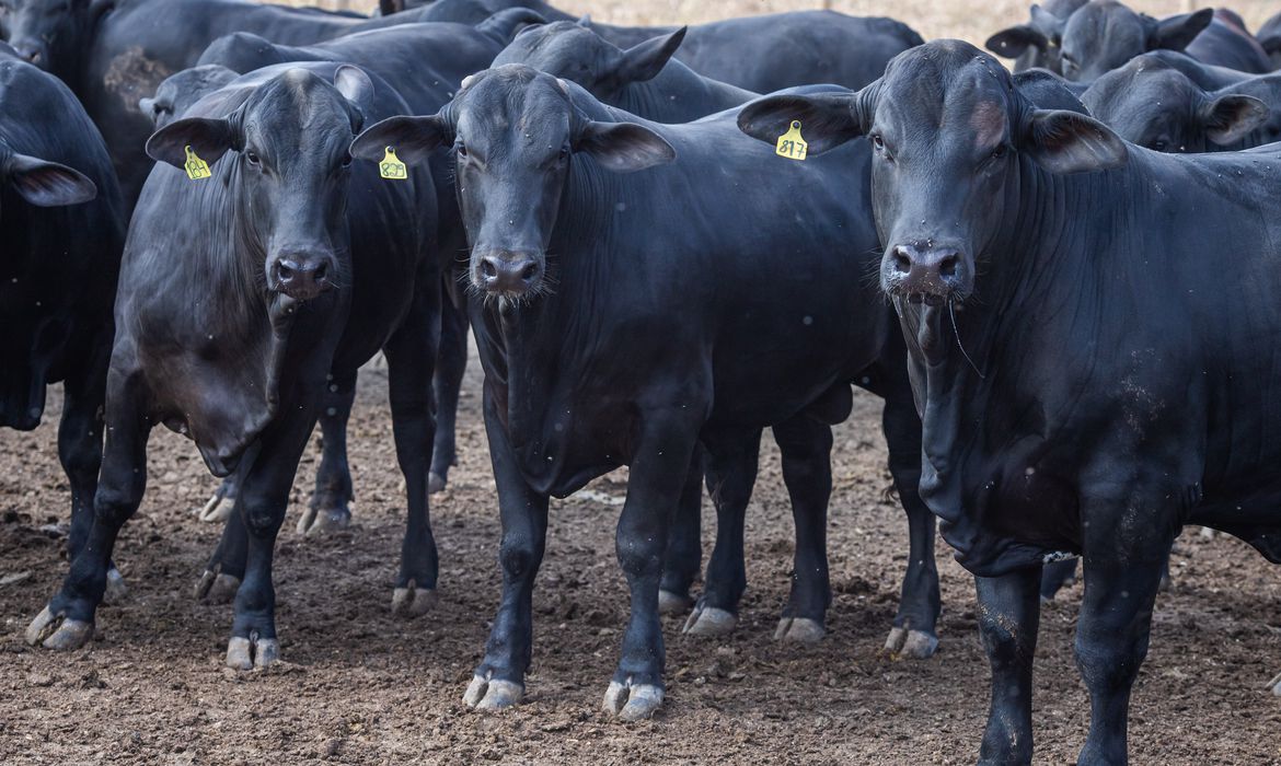 BNDES amplia exigências socioambientais para abate de bovinos