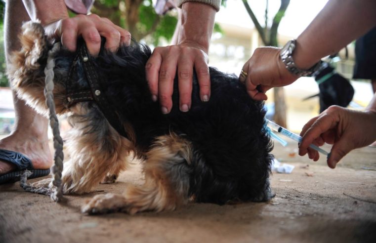 Vacinação de cães e gatos acontece dia 13 de julho