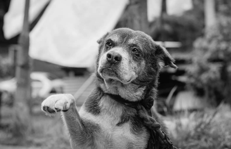 Cobea cadastra voluntários para acolhimento temporário de animais em Petrópolis
